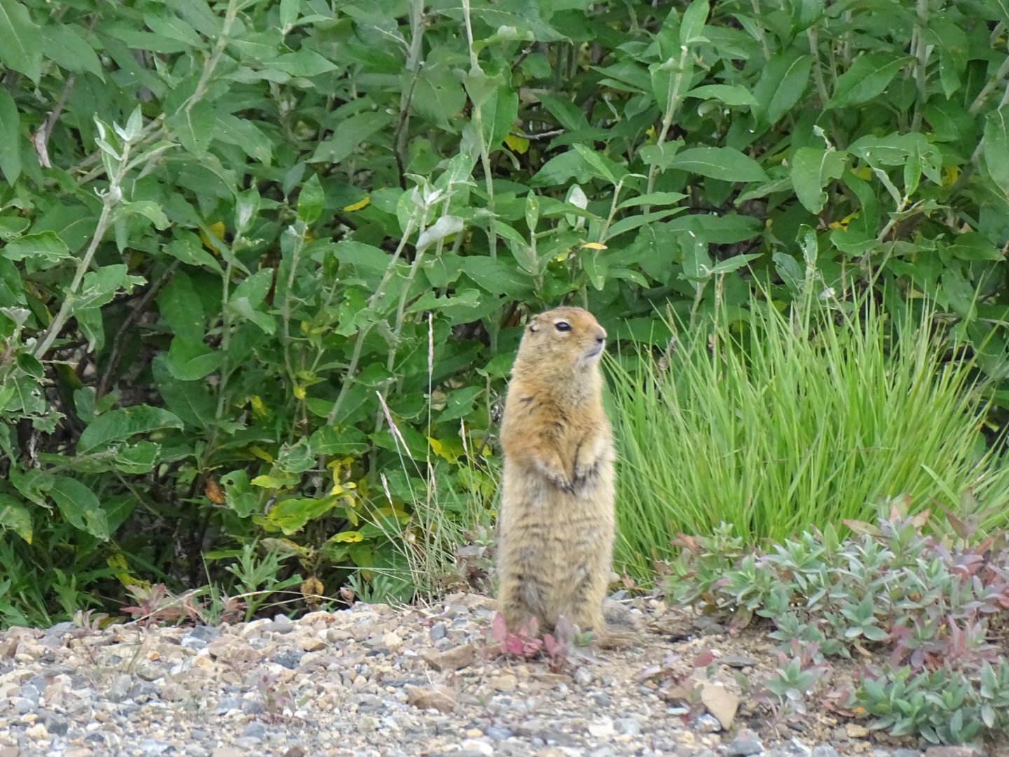 Arctic ground squirrel (Urocitellus parryii)