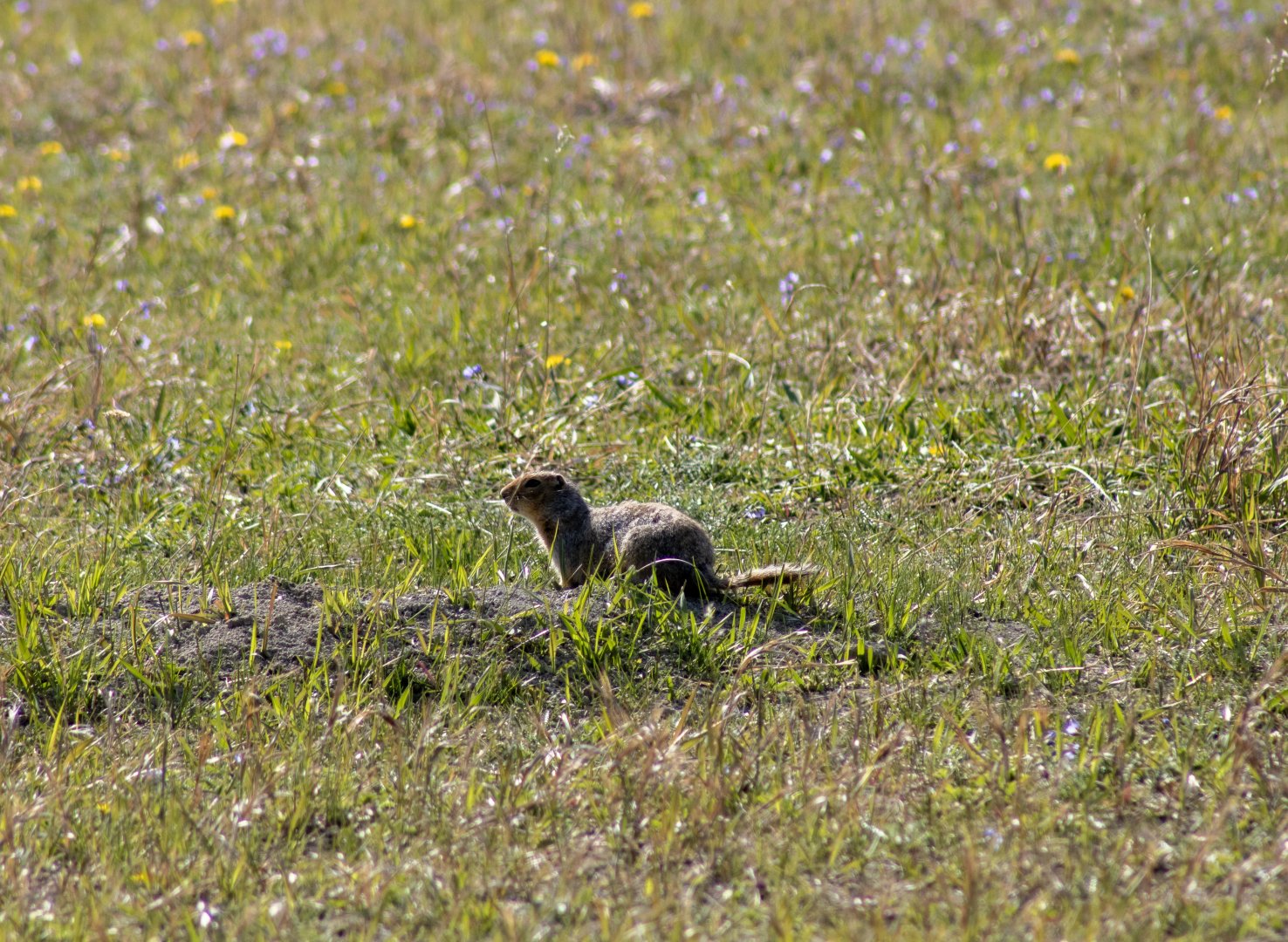 Arctic Ground Squirrel - Yukon