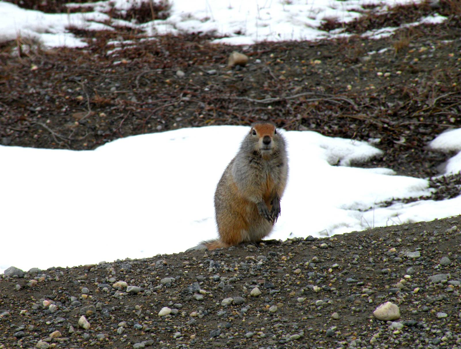 Arctic Ground Squirrel