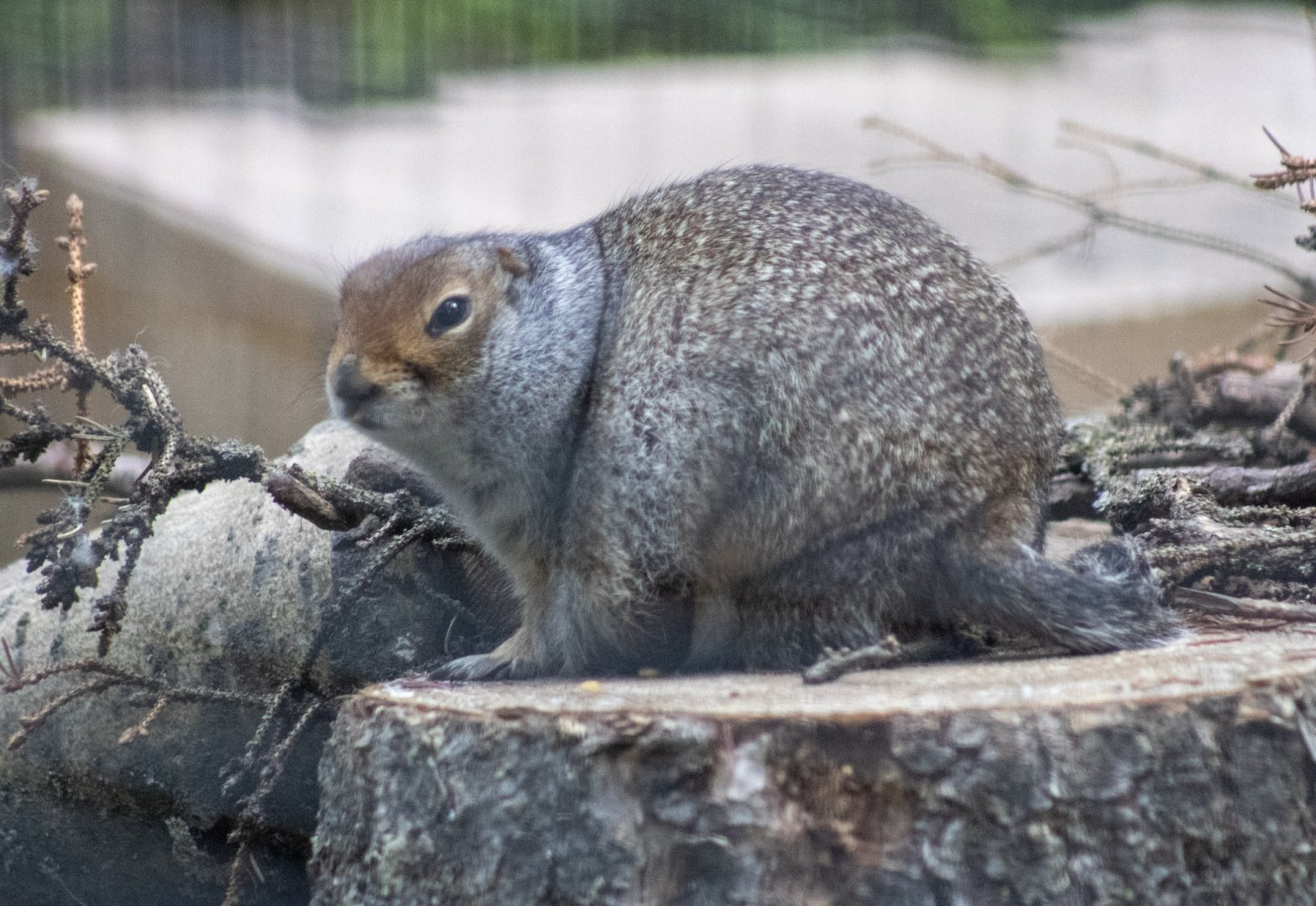 Arctic Ground Squirrel