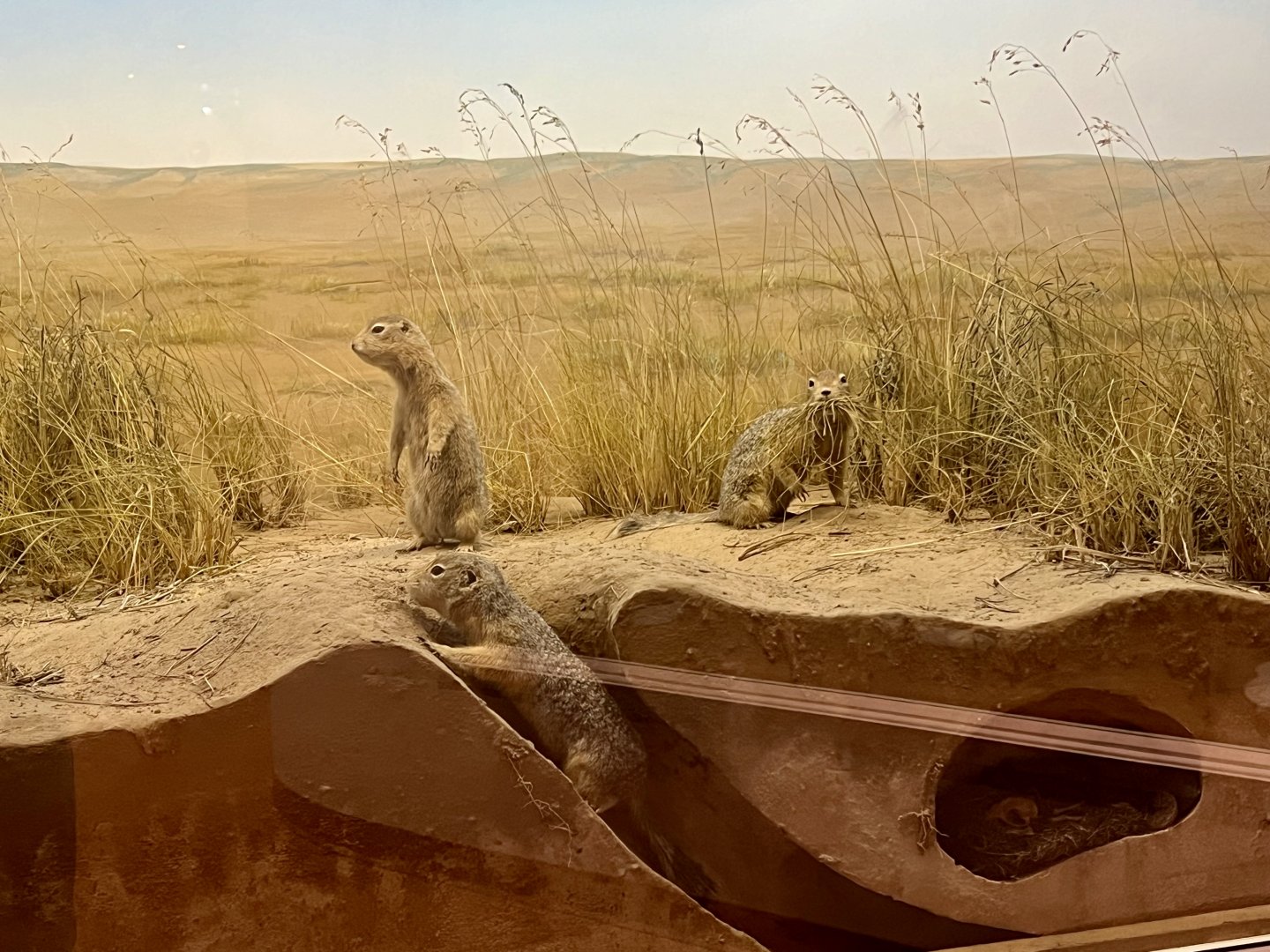 Arctic Ground Squirrels