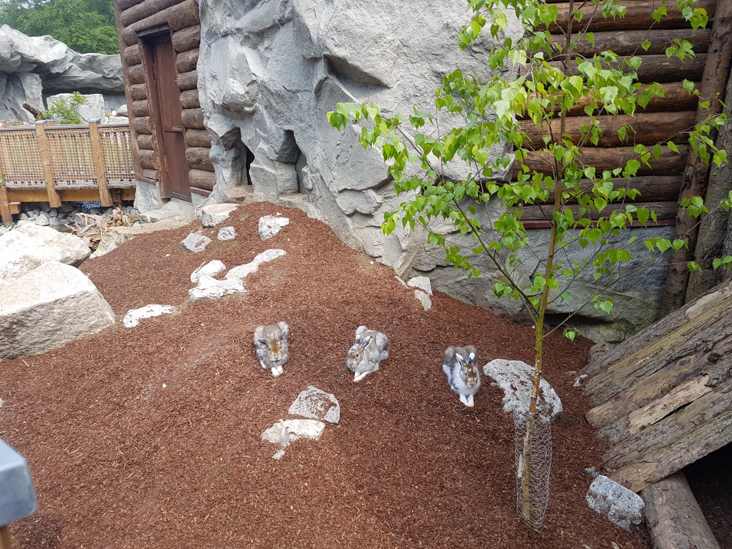 Arctic Hare in Polar World