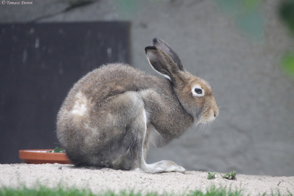 Arctic Hare (Lepus timidus)