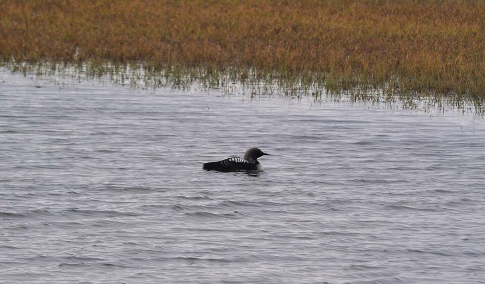 Arctic Loon - Alaska
