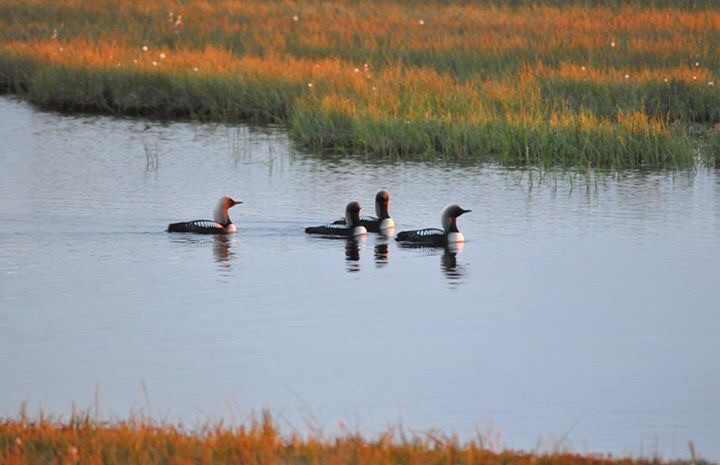 Arctic Loons - Alaska