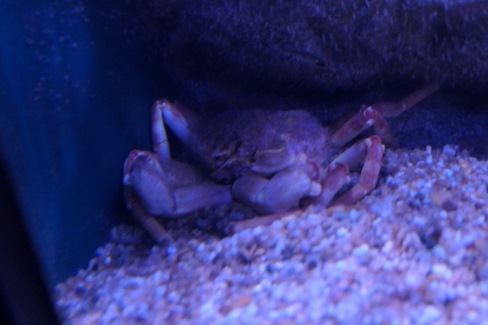 Arctic Lyre Crab (Hyas coarcticus)