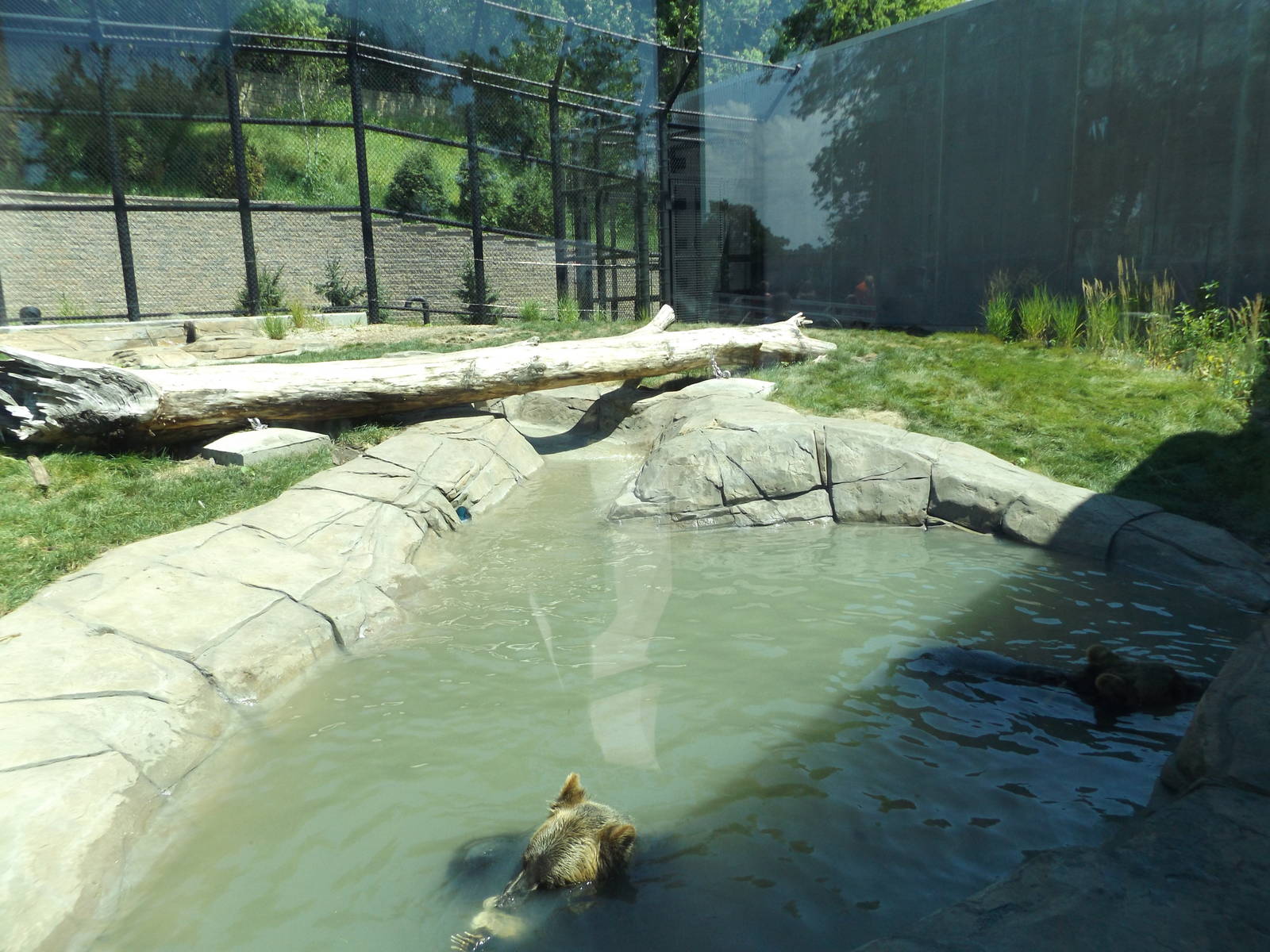 Arctic Passage- Grizzly Bear Pool and Exhibit