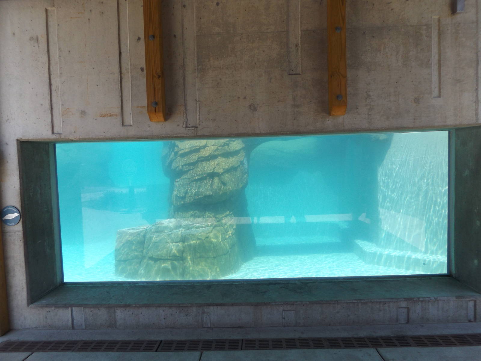 Arctic Passage- Harbor Seal Underwater Viewing