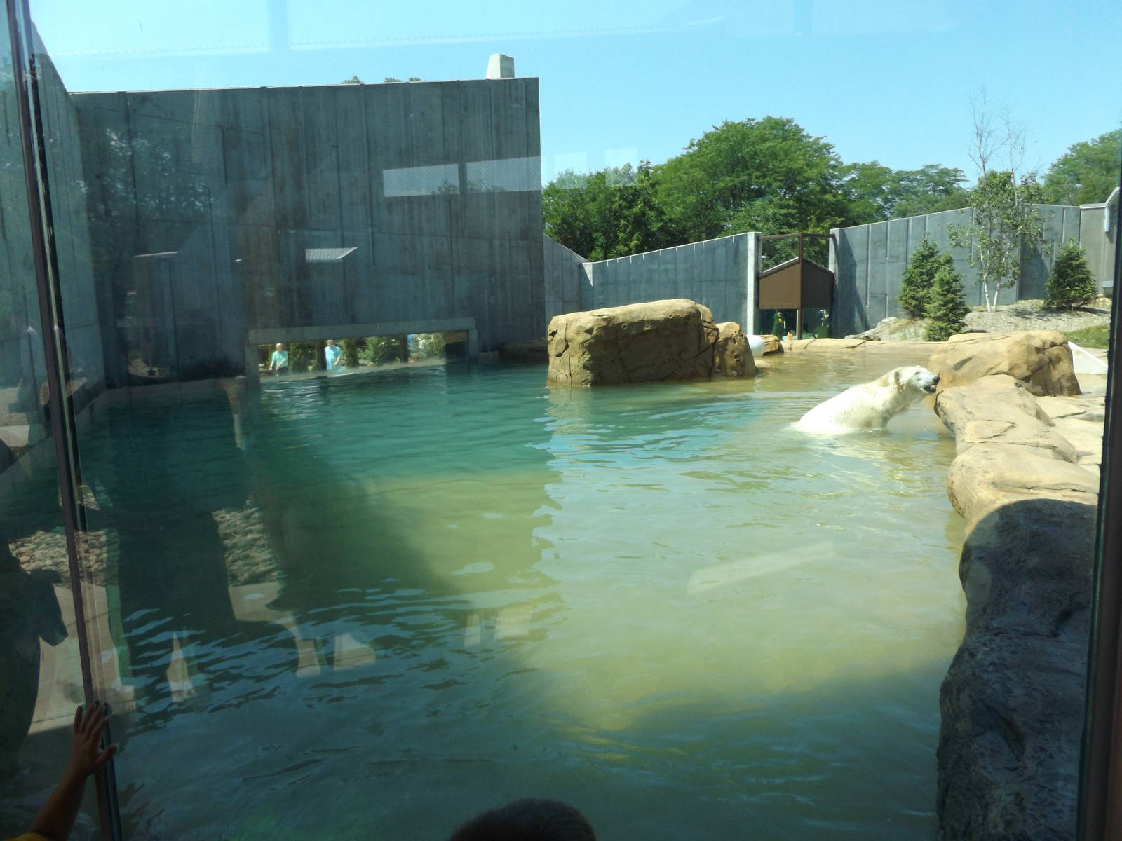 Arctic Passage- Polar Bear Pool