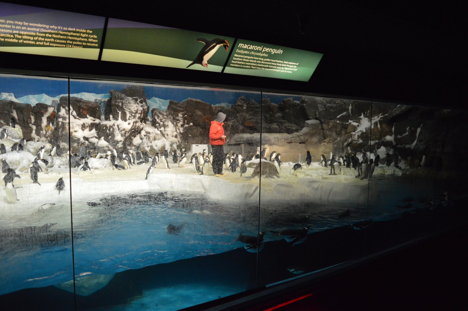 Arctic Penguins Indoors