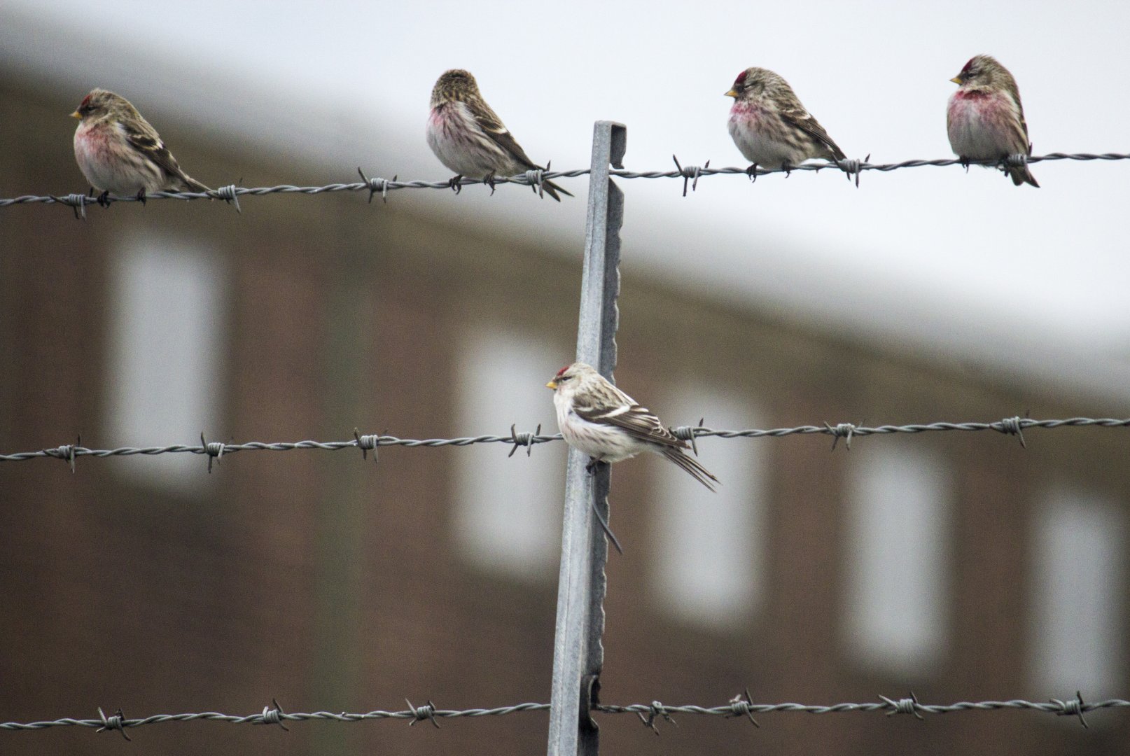 Arctic redpoll, Acanthis hornemanni exilipes