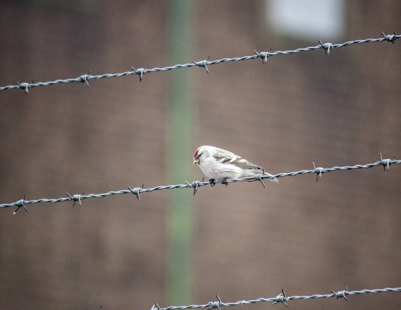 Arctic redpoll, Acanthis hornemanni exilipes