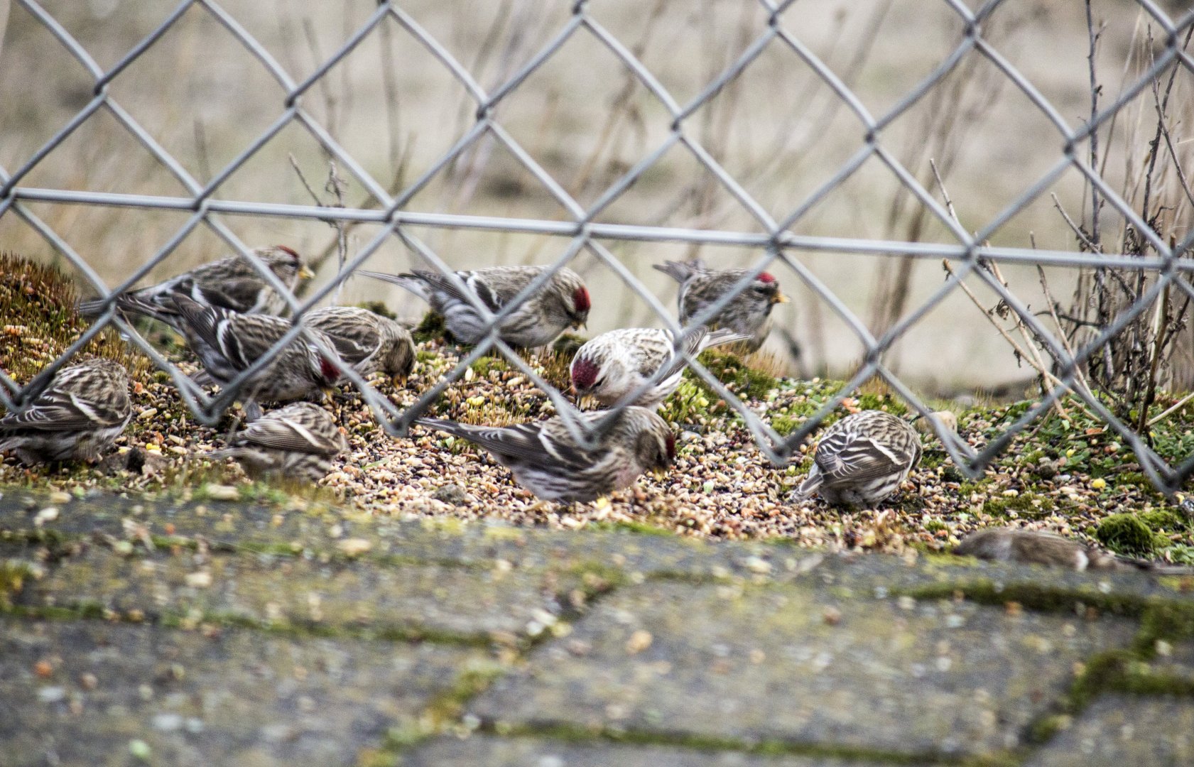 Arctic redpoll, Acanthis hornemanni exilipes