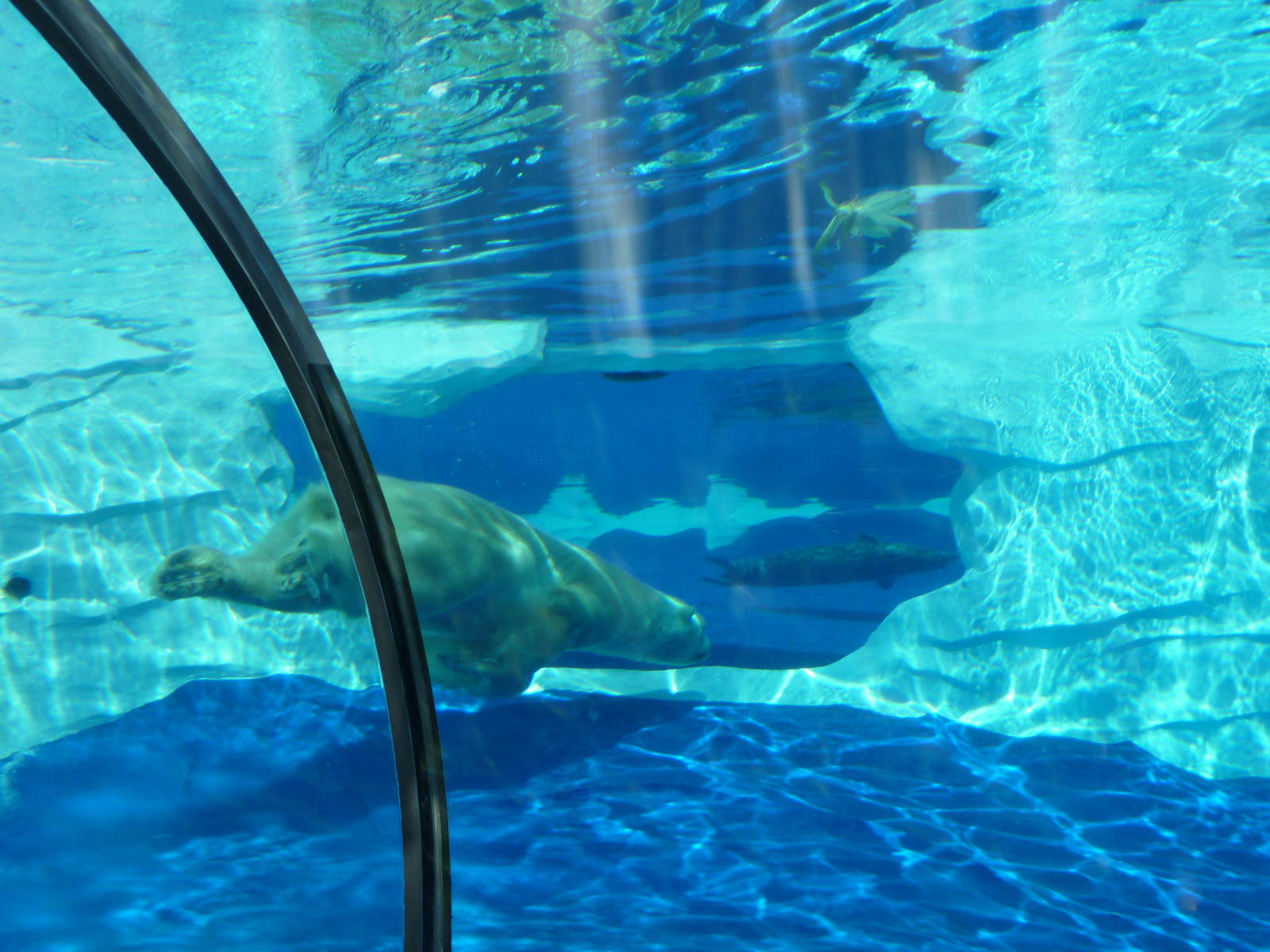 Arctic Ring of Life - Detroit Zoo