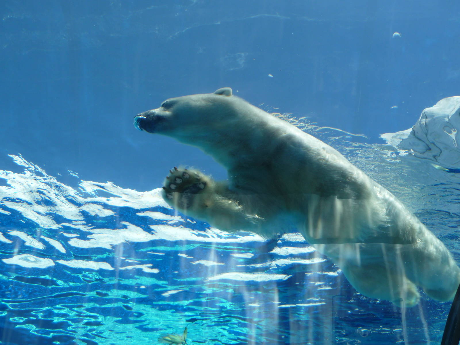 Arctic Ring of Life - Detroit Zoo