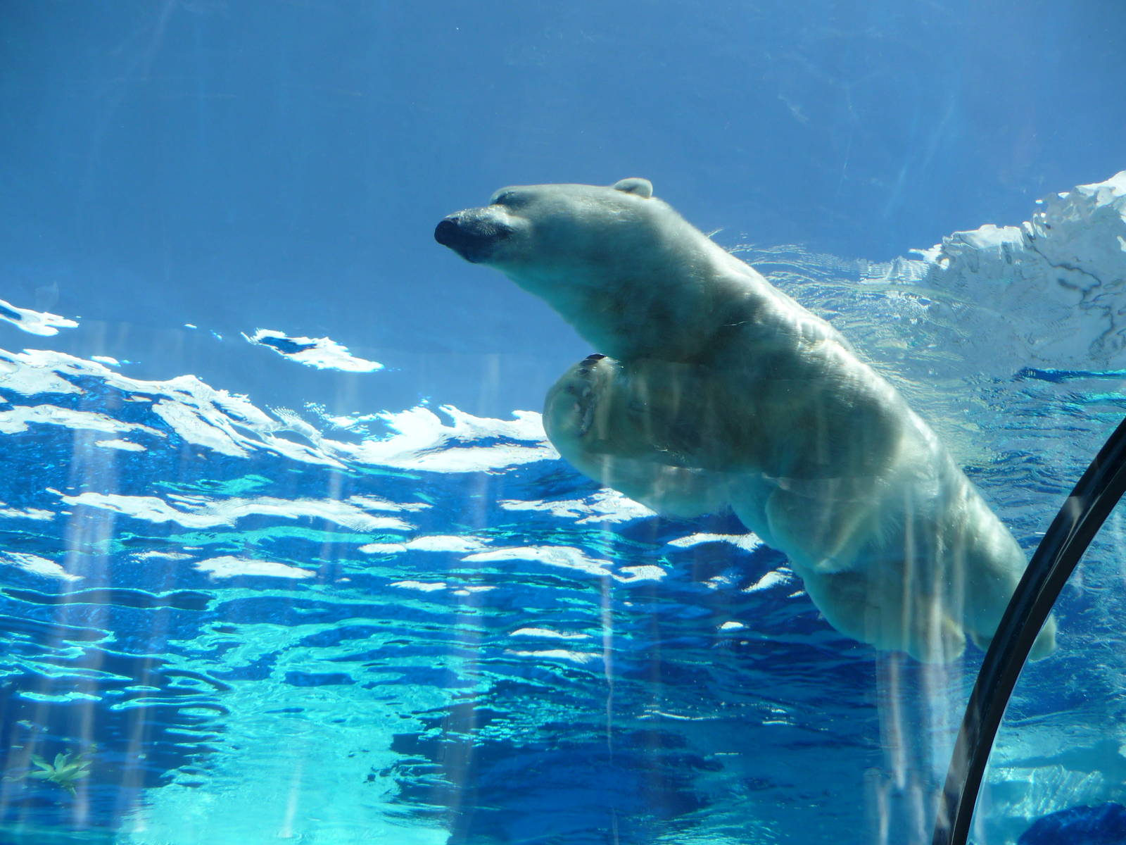 Arctic Ring of Life - Detroit Zoo