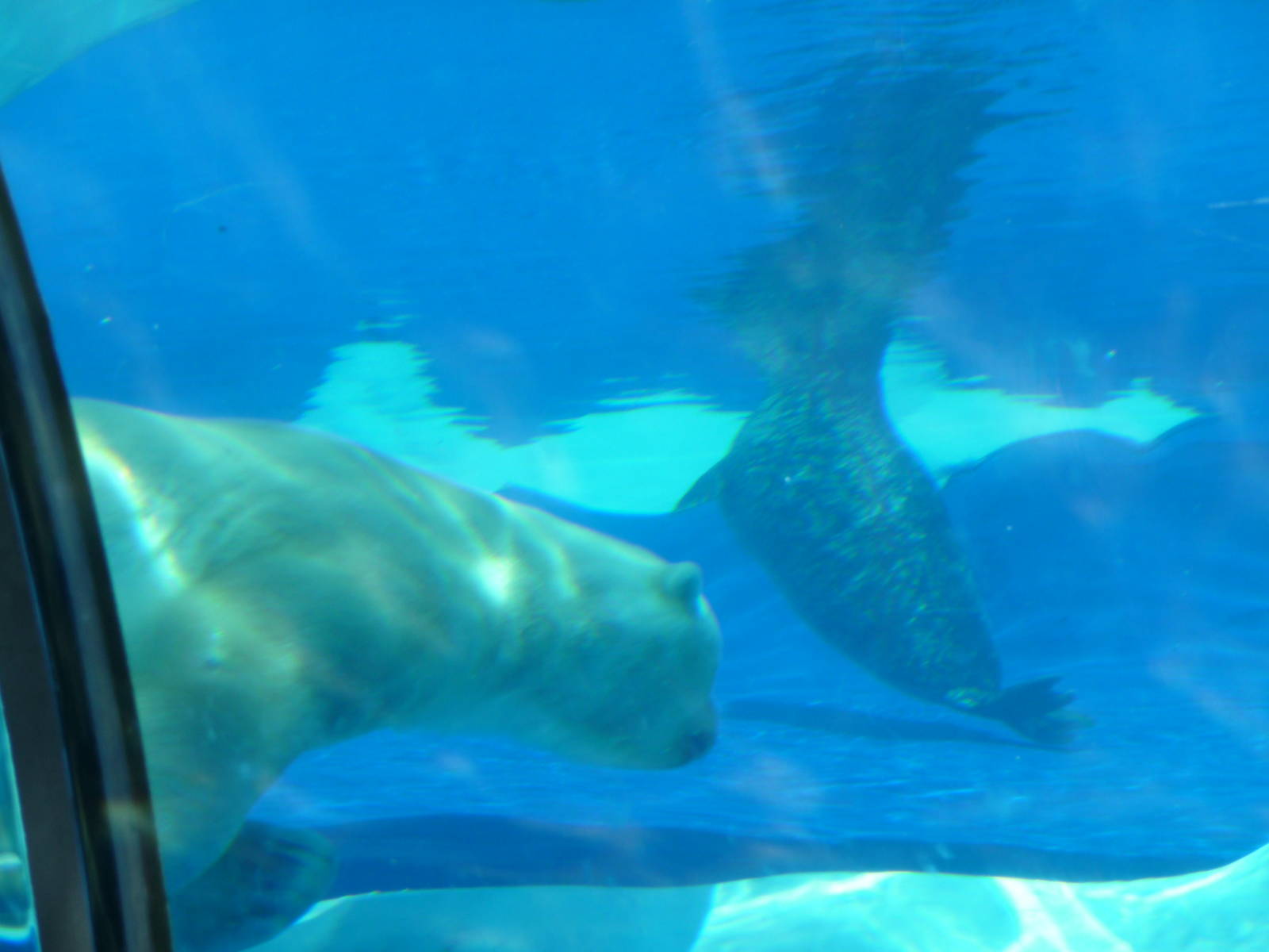 Arctic Ring of Life - Detroit Zoo