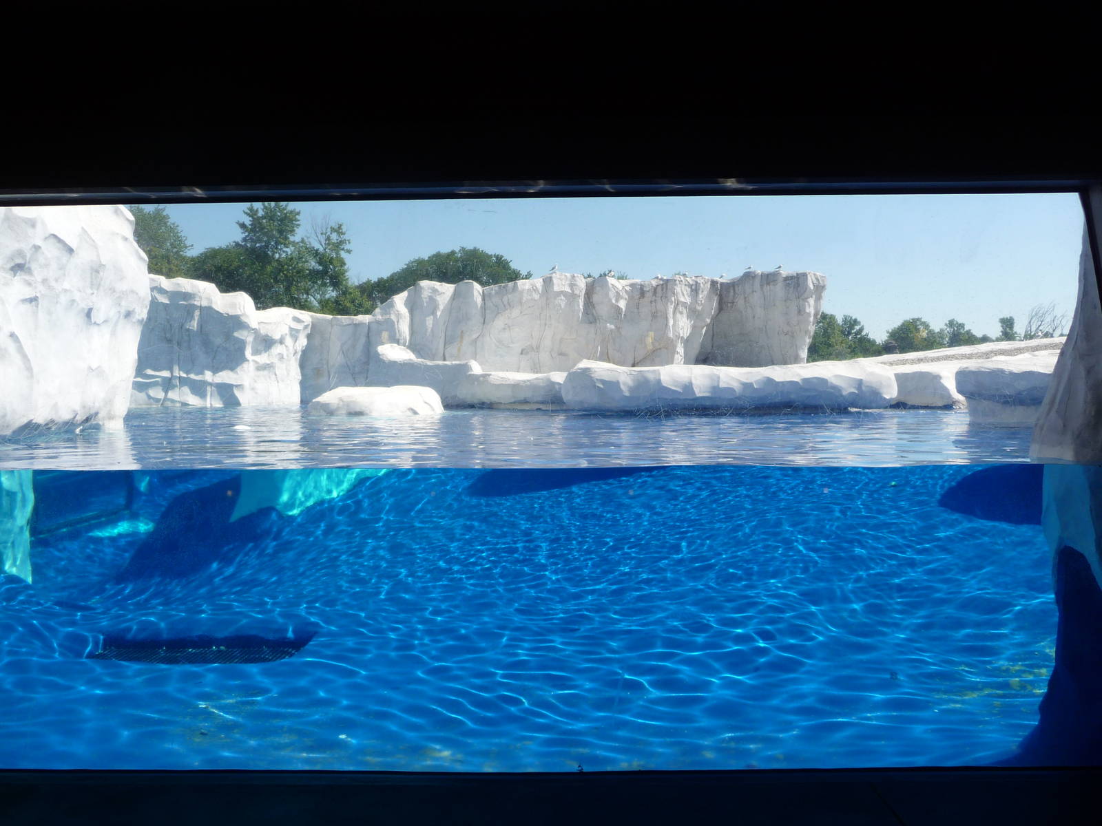 Arctic Ring of Life - Detroit Zoo