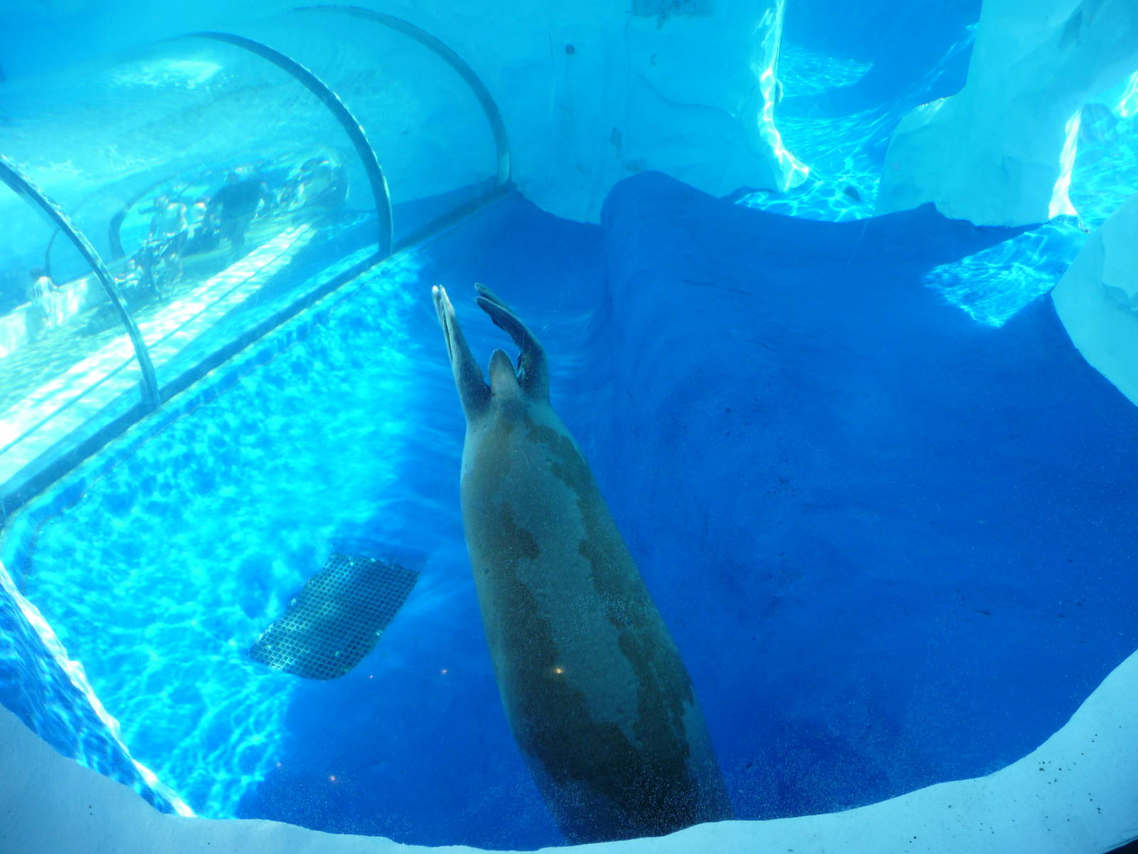 Arctic Ring of Life - Detroit Zoo