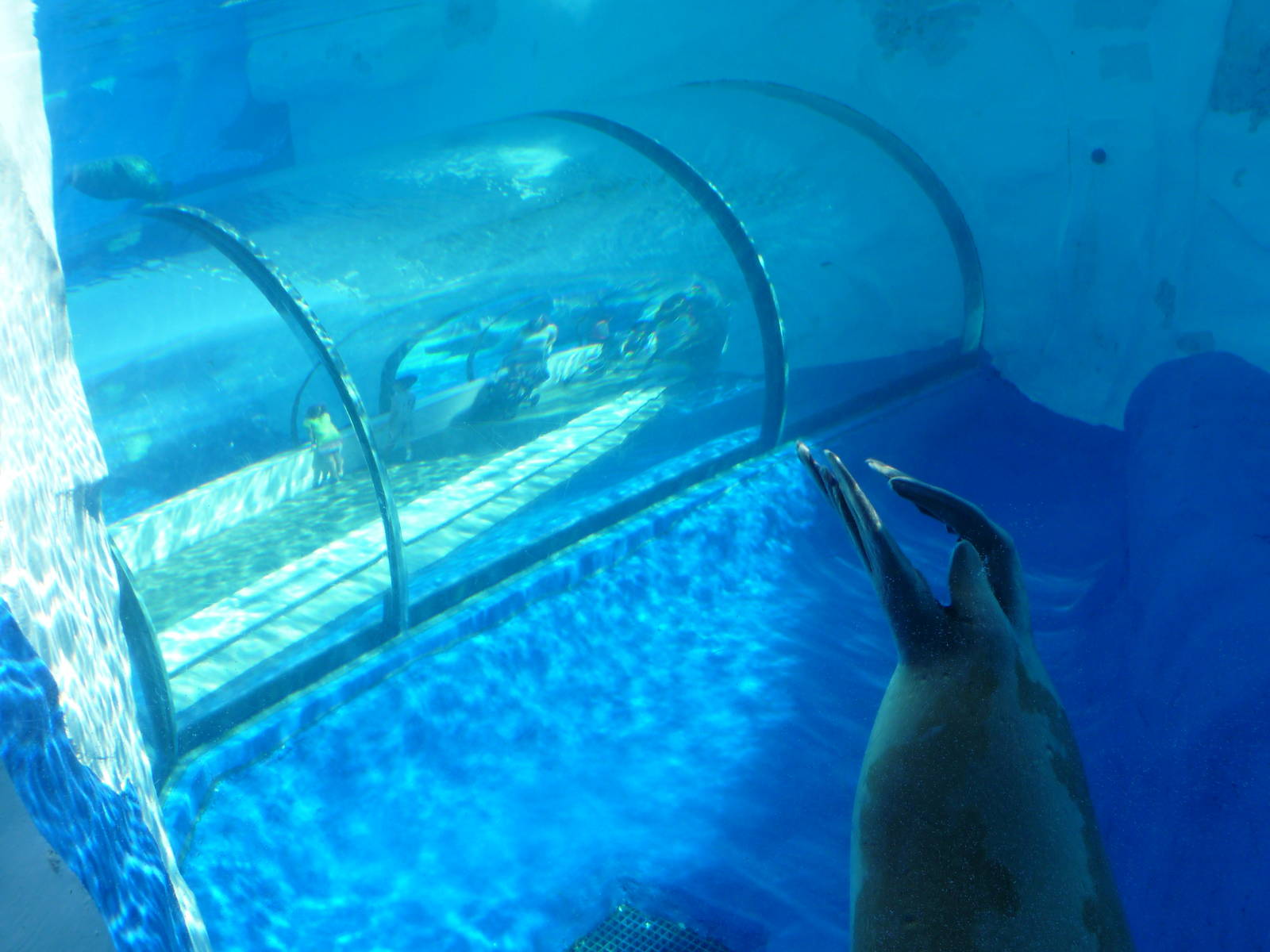 Arctic Ring of Life - Detroit Zoo