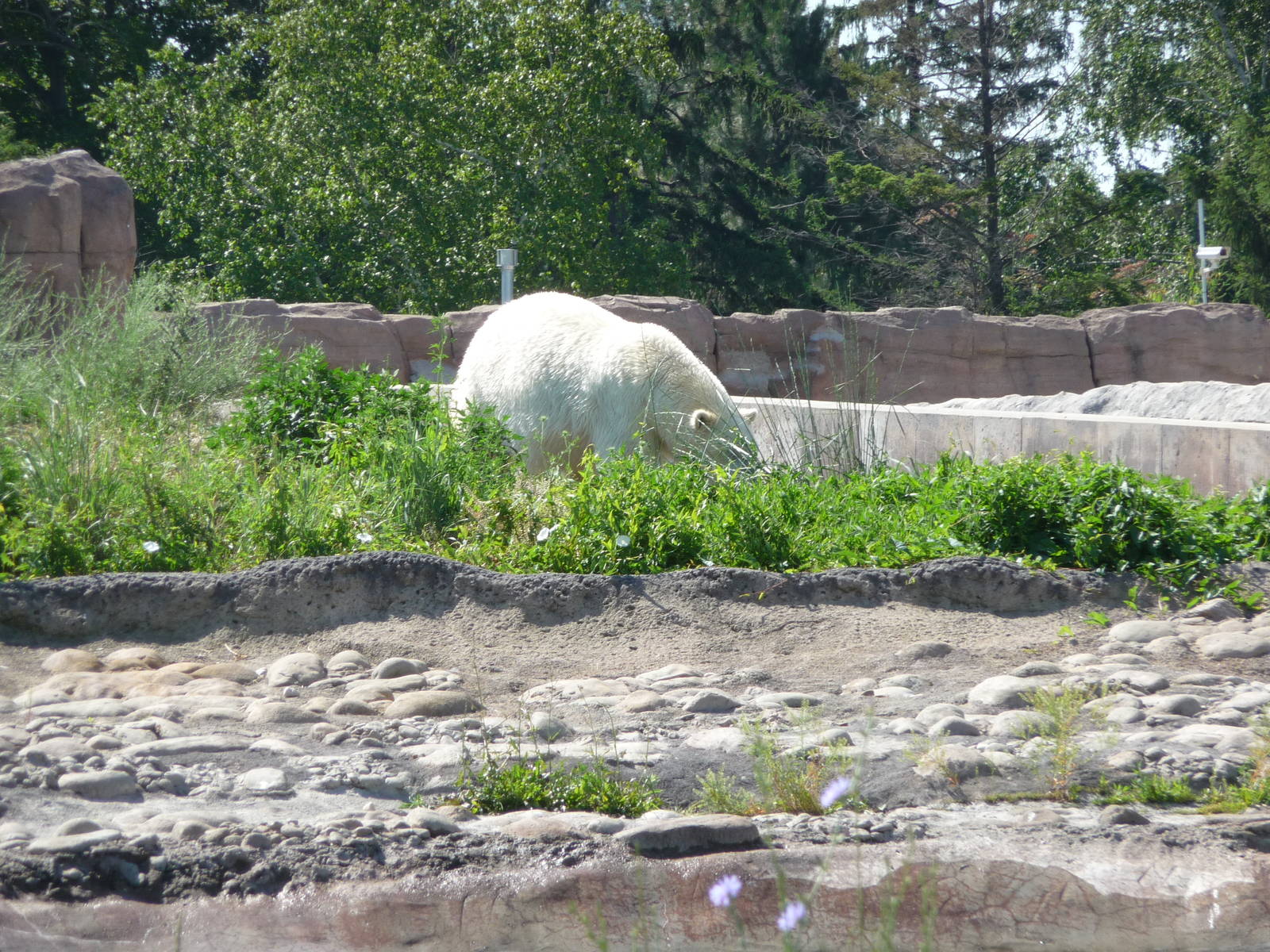 Arctic Ring of Life - Detroit Zoo