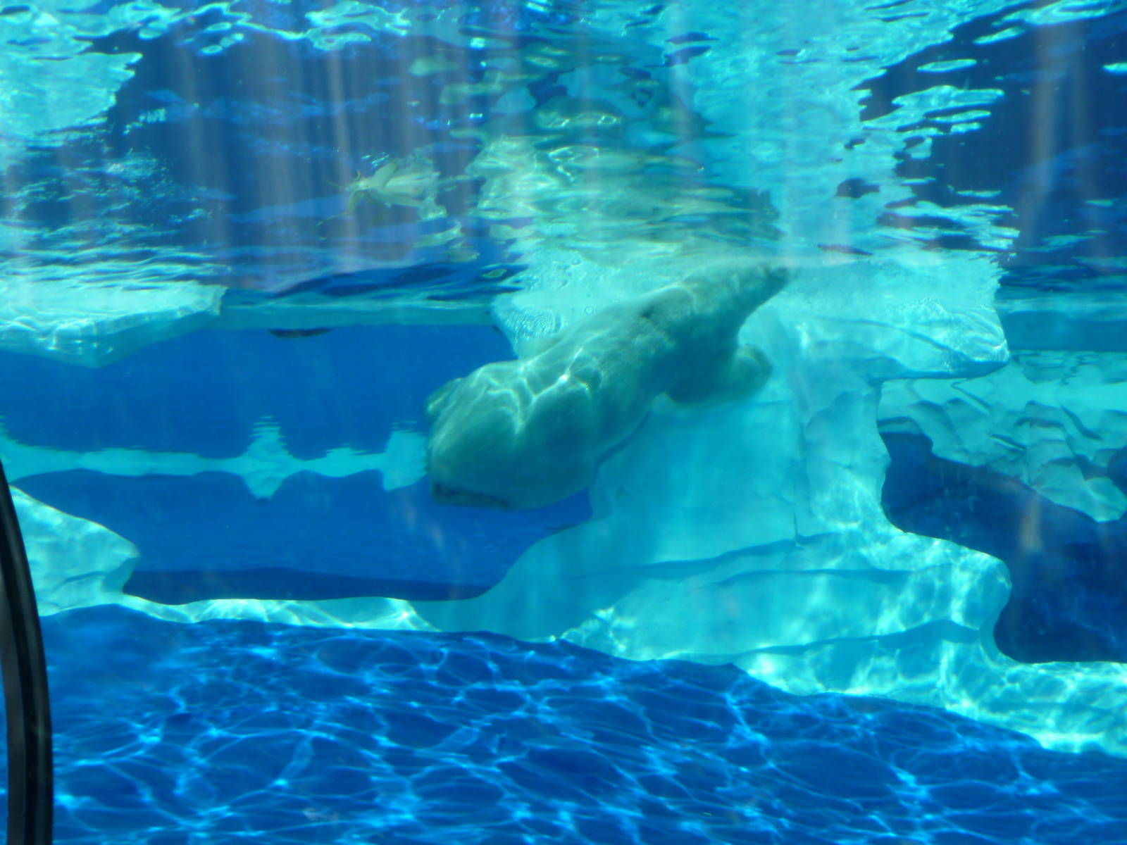 Arctic Ring of Life - Detroit Zoo