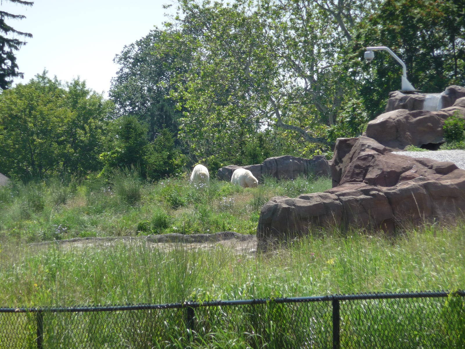 Arctic Ring of Life - Detroit Zoo