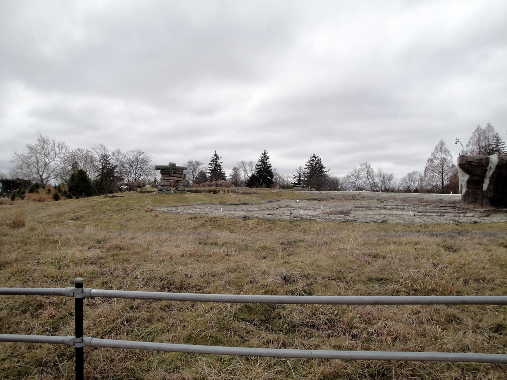 Arctic Ring of Life - First Polar Bear Exhibit