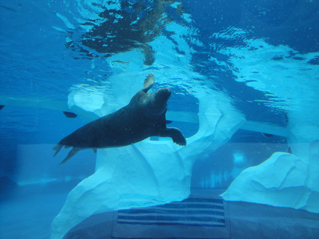 Arctic Ring of Life - Grey Seal