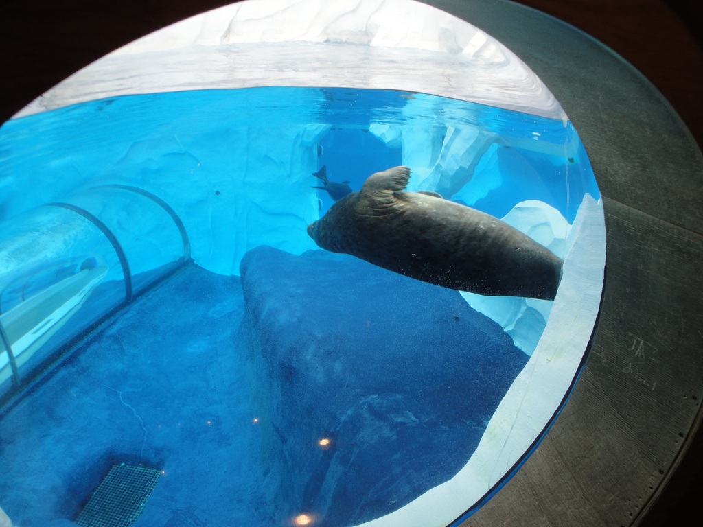 Arctic Ring of Life - Grey Seal