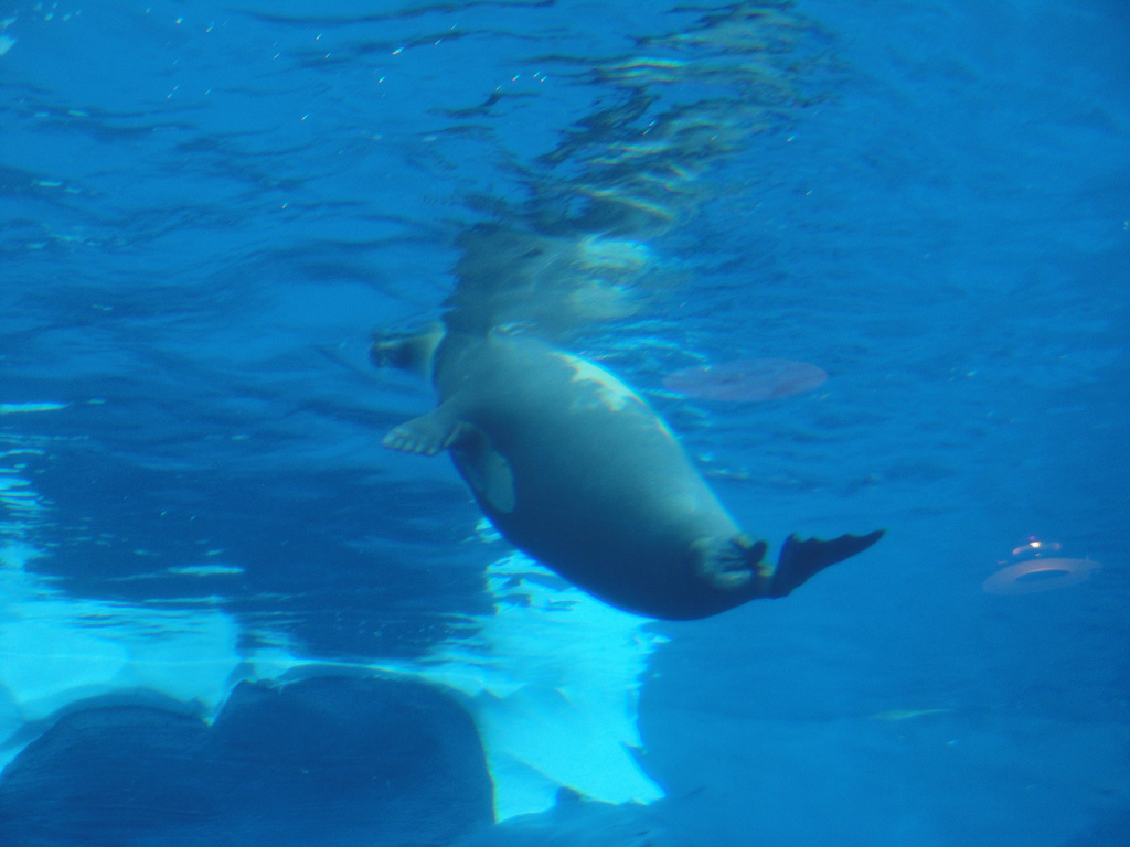 Arctic Ring of Life - Harp Seal