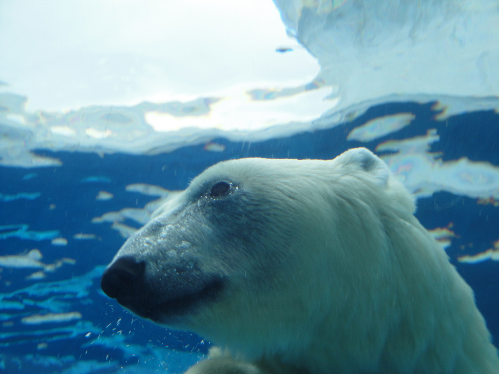 Arctic Ring of Life - Polar Bear Close-up