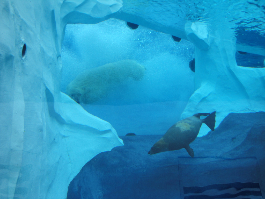 Arctic Ring of Life - Polar Bear Hunting Harp Seal