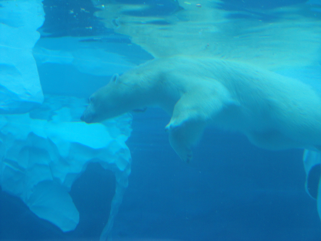 Arctic Ring of Life - Polar Bear Underwater
