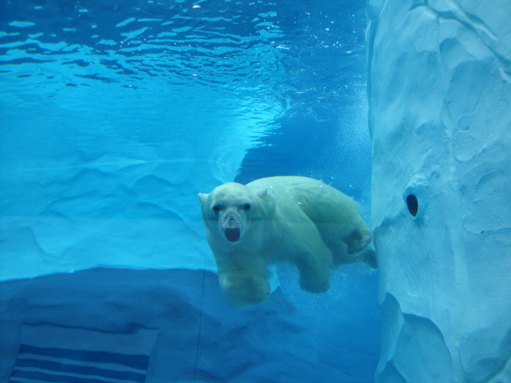 Arctic Ring of Life - Polar Bear Underwater