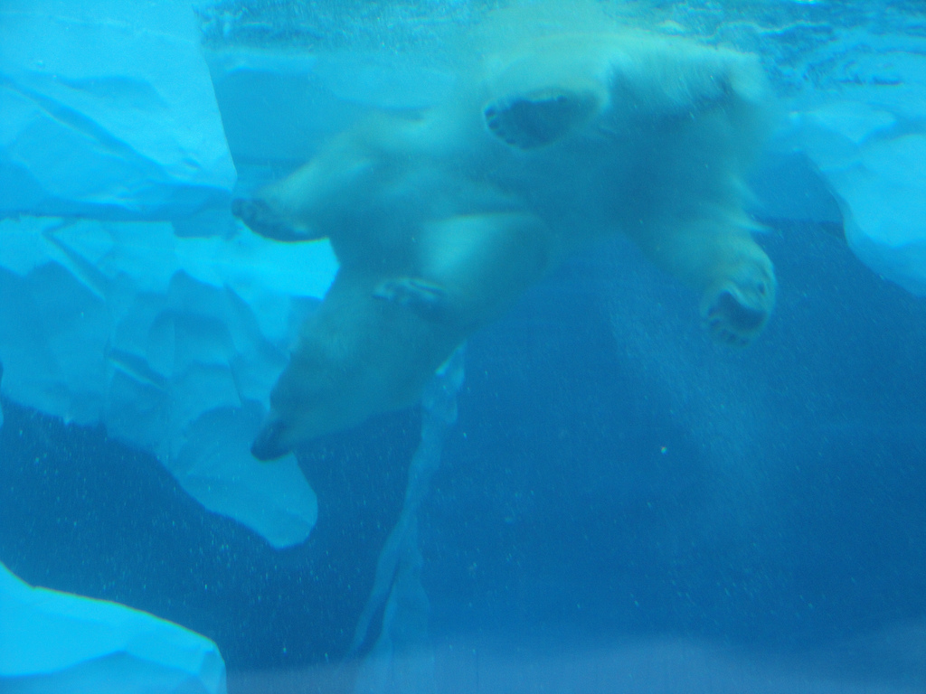 Arctic Ring of Life - Polar Bear Underwater