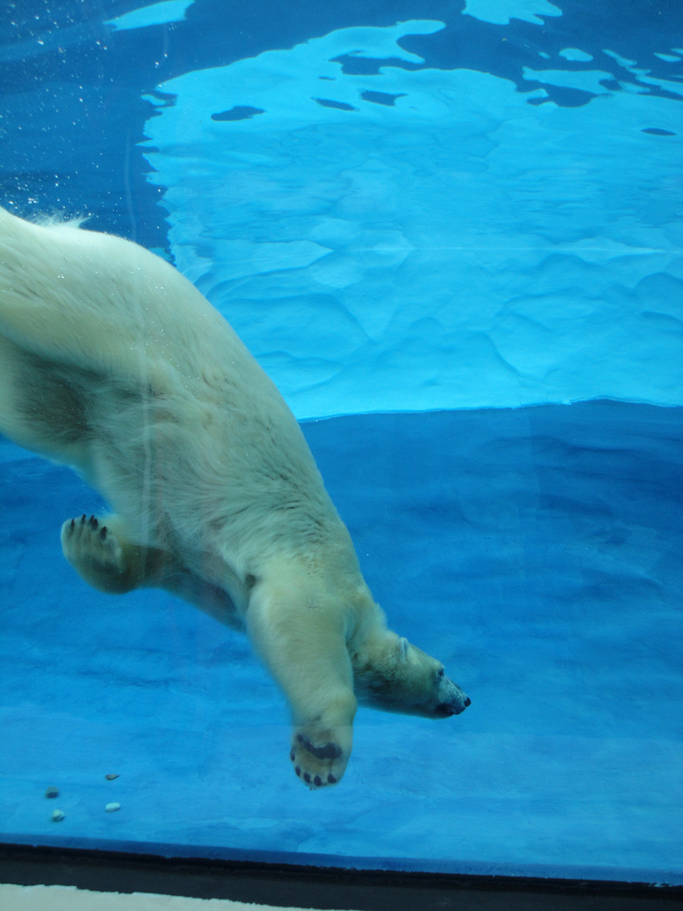 Arctic Ring of Life - Polar Bear Underwater