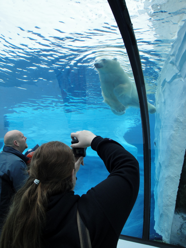 Arctic Ring of Life - Polar Bear