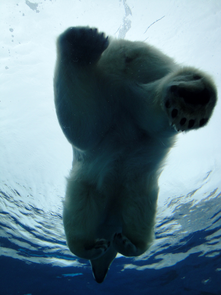Arctic Ring of Life - Polar Bear