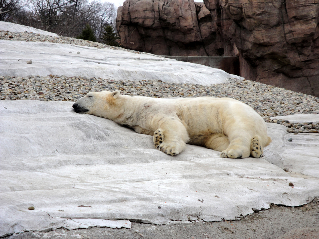 Arctic Ring of Life - Polar Bear