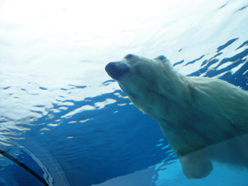 Arctic Ring of Life - Polar Bear