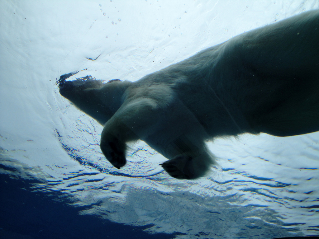 Arctic Ring of Life - Polar Bear