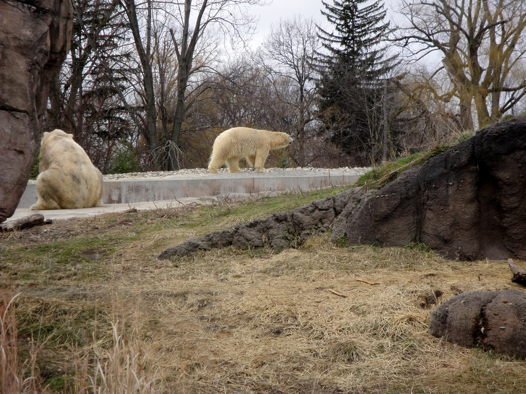 Arctic Ring of Life - Polar Bears
