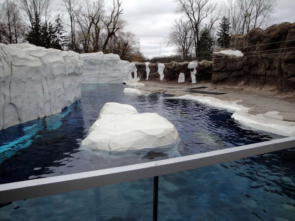 Arctic Ring of Life - Seal Exhibit