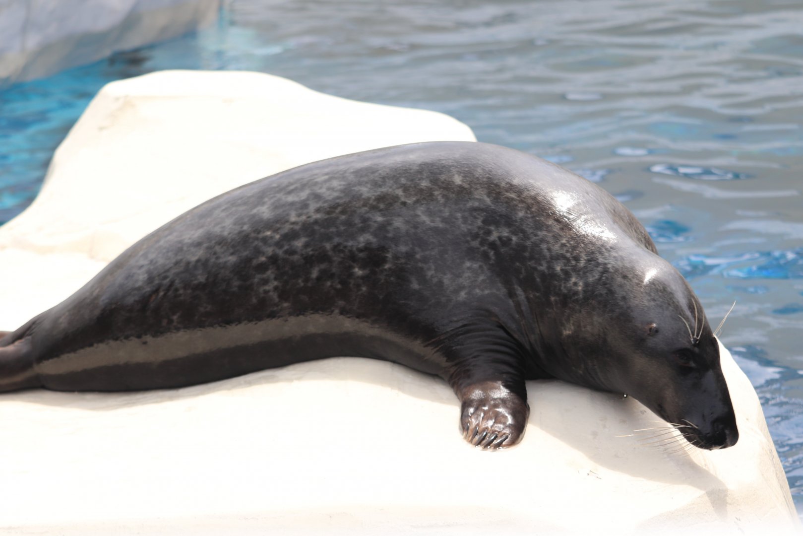 Arctic Ring Of Life - Seal