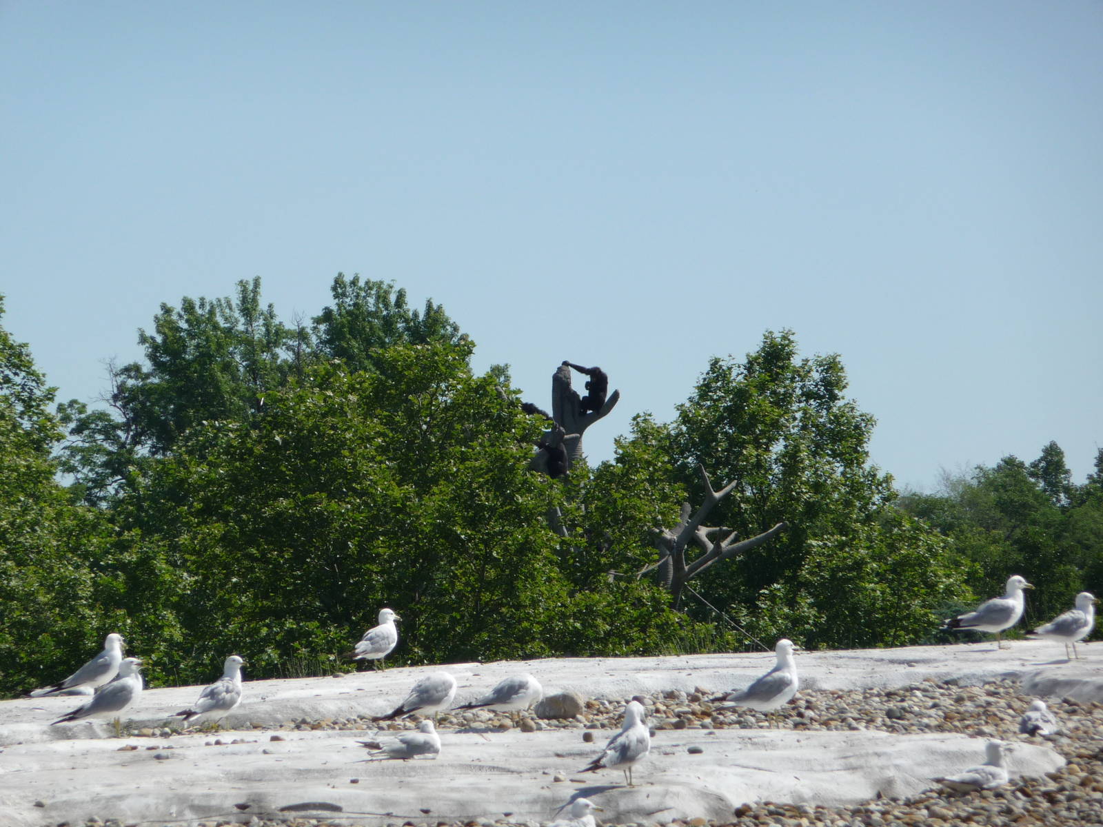 Arctic Ring of Life with Chimps in Background - Detroit Zoo