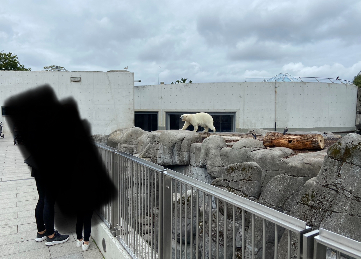 Arctic ring - Polar bear 2023