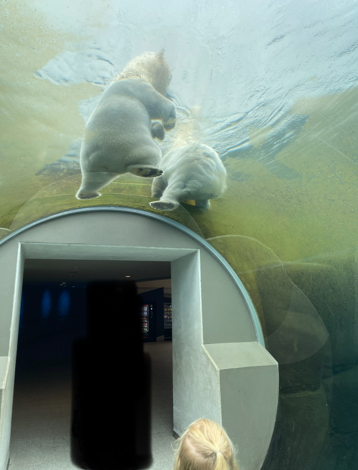 Arctic Ring - Polar bear underwater tunnel 2023
