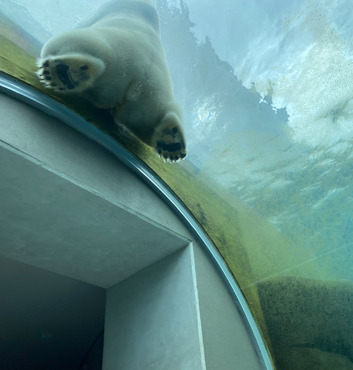 Arctic Ring - Polar bear underwater tunnel 2023