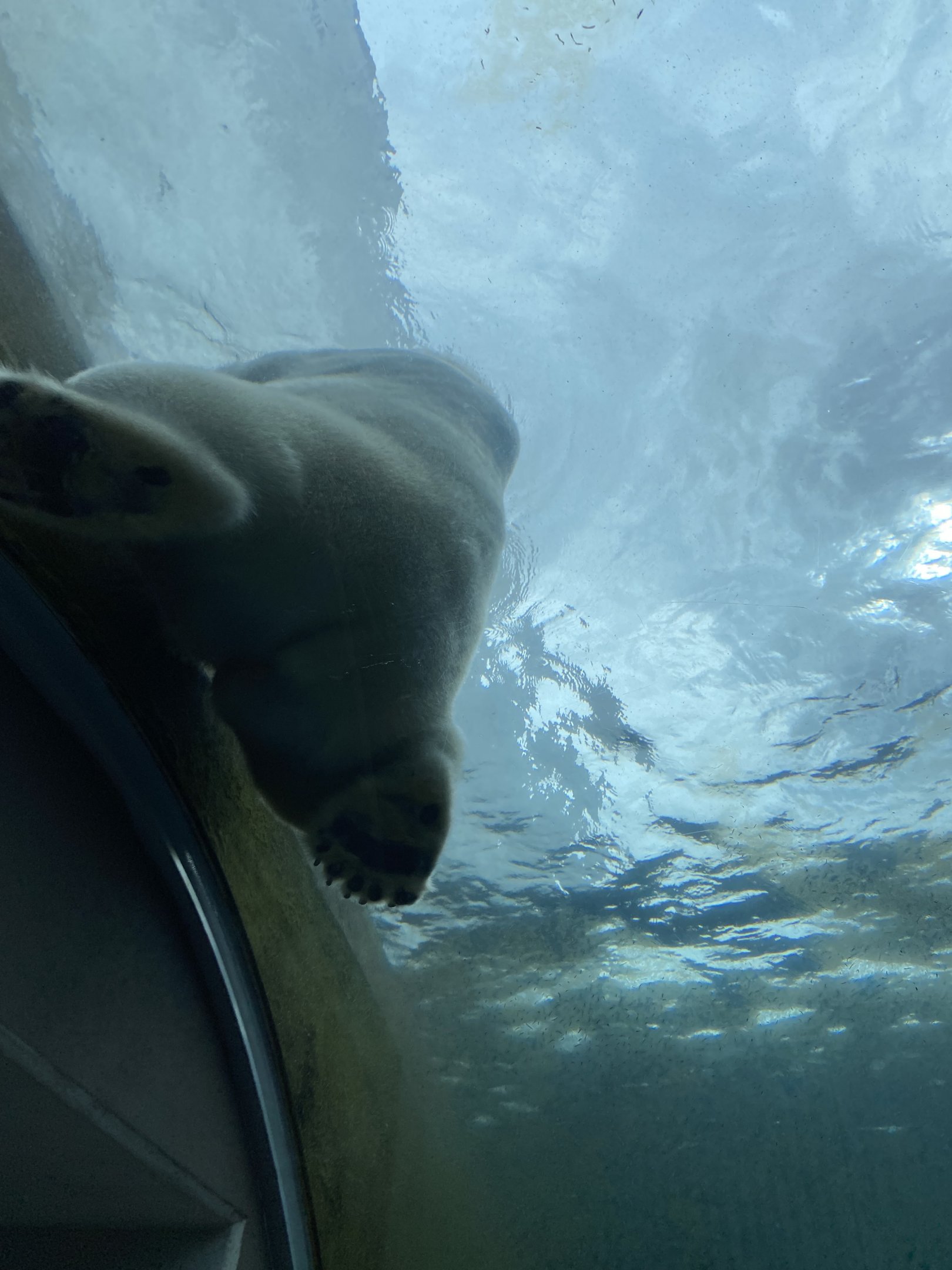 Arctic ring - Polarbear 2023